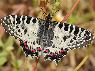 Weibchen stlicher Osterluzeifalter Allancastria cerisy, Eastern Festoon, Balkan-Osterluzeifalter, A. cerisy