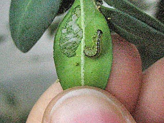 Cydalima perspectalis