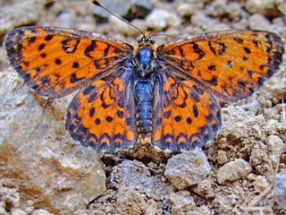 Melitaea trivia Brunlicher Scheckenfalter Lesser spotted Fritillary