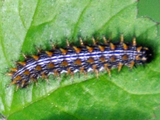 Brombeer-Perlmutterfalter  Brenthis daphne