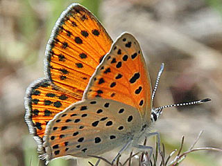 Lycaena thersamon