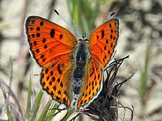 Lycaena thersamon