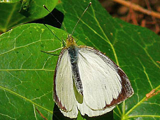 Kanaren-Weiling  Pieris cheiranthi