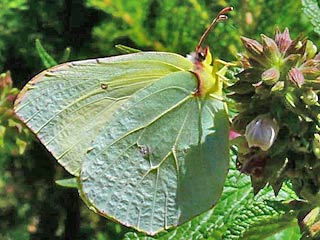 La Palma-Zitronenfalter  Gonepteryx palmae