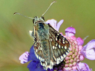 Pyrgus alveus accretus