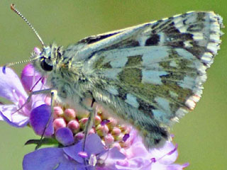 Pyrgus alveus accretus