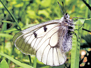 Schwarzer Apollo  Parnassius mnemosyne Clouded Apollo
