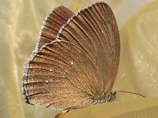 Brauner Waldvogel Schornsteinfeger  Aphantopus hyperantus   The Ringlet