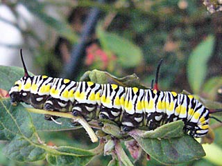 Raupe  Afrikanischer Monarch  Danaus chrysippus  Plain Tiger