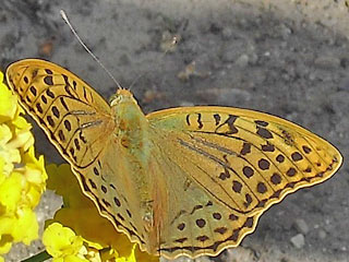 Kardinal  Argynnis pandora  Cardinal