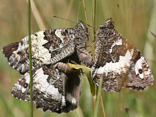 Weier Waldportier Brintesia ( Aulocera ) circe Great Banded Grayling