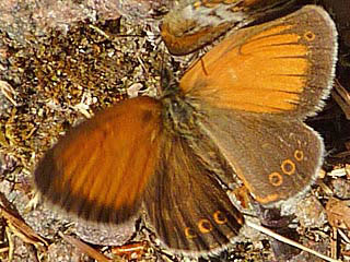 Weibindiges EWiesenvgelchen  Coenonympha arcania