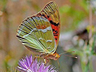 Kardinal  Argynnis pandora  Cardinal