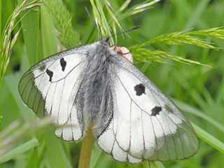 Schwarzer Apollo  Parnassius mnemosyne Clouded Apollo