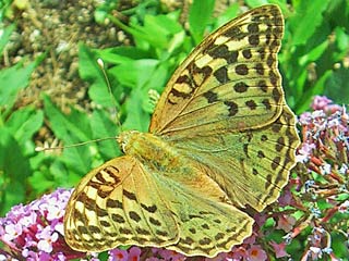 Kardinal  Argynnis pandora  Cardinal