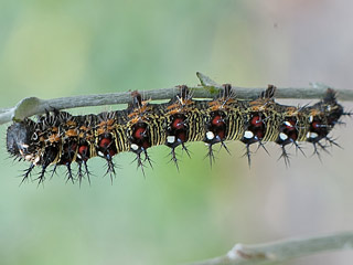 Raupe Amerikanischer Distelfalter  Vanessa virginiensis