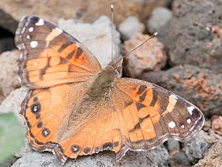 Amerikanischer Distelfalter  Vanessa virginiensis