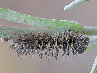Amerikanischer Distelfalter  Vanessa virginiensis