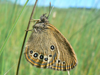 Moor-Wiesenvgelchen  Coenonympha oedippus