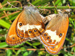 Weibindiges EWiesenvgelchen  Coenonympha arcania