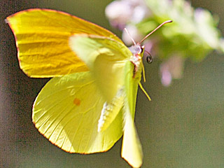 La Gomera-Zitronenfalter  Gonepteryx eversi
