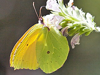 La Gomera- Zitronenfalter  Gonepteryx eversi
