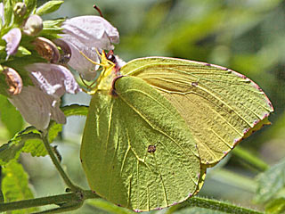 La Gomera- Zitronenfalter  Gonepteryx eversi