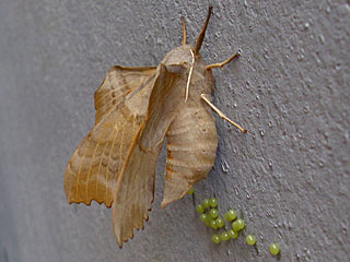 Weibchen Pappelschwärmer Laothoe populi Poplar Hawk-moth