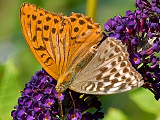 Kaisermantel Argynnis paphia Silver-washed Fritillary