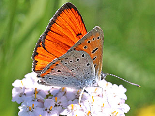 Lycaena dispar   Groer Feuerfalter Large Copper