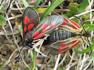 Zygaena exulans Alpen-Widderchen Mountain Burnet