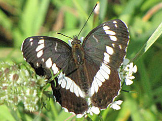 Kleiner Eisvogel  Limenitis camilla White Admiral