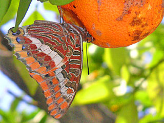 Erdbeerbaumfalter  Charaxes jasius  Two-tailed Pasha