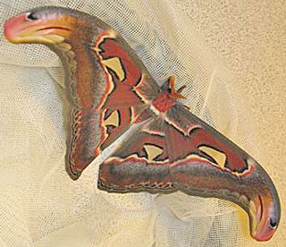 Attacus atlas  Atlasspinner Atlas moth