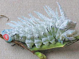 Attacus atlas  Atlasspinner Atlas moth