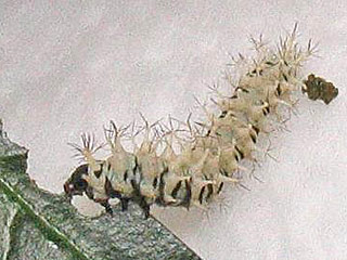 Attacus atlas  Atlasspinner Atlas moth