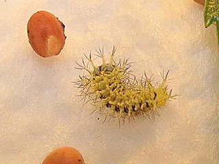 Attacus atlas  Atlasspinner Atlas moth