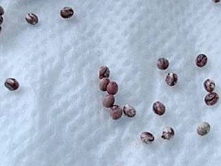 Attacus atlas  Atlasspinner Atlas moth