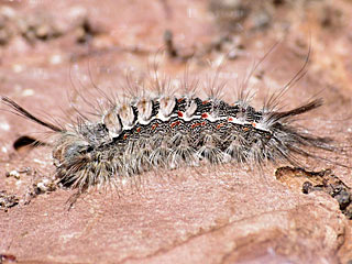 Calliteara fortunata