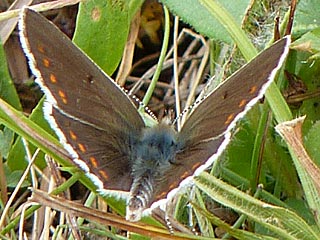 Groer Sonnenrschen-Bluling Aricia artaxerxes Northern Brown Argus