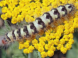 Simyra dentinosa  Defoliator Moth