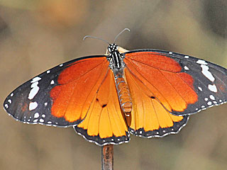 Afrikanischer Monarch  Danaus chrysippus  Plain Tiger