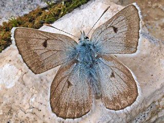 Plebeius pyrenaicus  Gavarnie Blue