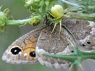 S�dlicher Waldportier  Satyrus ferula  Great Sooty  Satyr