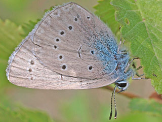 Blasenstrauch-Bluling  Iolana iolas  Iolas Blue