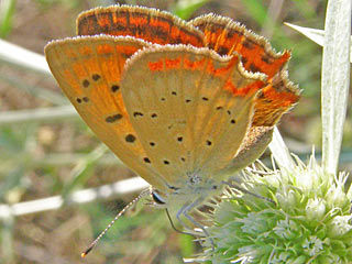 Lycaena ottomanus  Crecian Copper