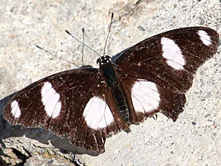 Mnnchen Hypolimnas misippus  Danaid Eggfly