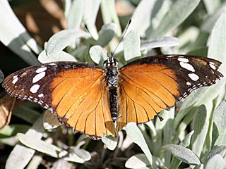 Hypolimnas misippus  Danaid Eggfly