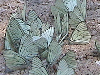 Baumweiling Aporia crataegi Black-veined White