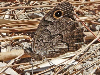 Hipparchia fatua  Freyer's Grayling